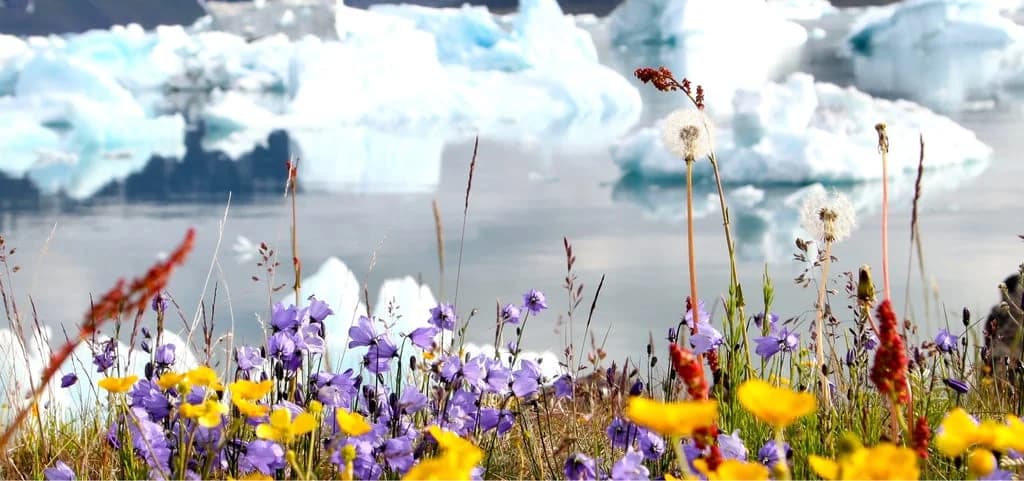Black Tomato｜An Adventure across Greenland メイン画像